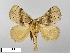  (Susica malayana - WITT-LIMAC-250)  @13 [ ] Unspecified (default): All Rights Reserved  Unspecified Unspecified