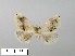  (Mediocampa heringi - WITT-LIMAC-297)  @12 [ ] Unspecified (default): All Rights Reserved  Unspecified Unspecified