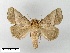  (Thosea sinensis - WITT-LIMAC-303)  @15 [ ] Unspecified (default): All Rights Reserved  Unspecified Unspecified