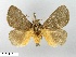  (Scopelodes anthela - WITT-LIMAC-322)  @12 [ ] Unspecified (default): All Rights Reserved  Unspecified Unspecified