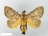  (Scopelodes malayana - WITT-LIMAC-354)  @14 [ ] Unspecified (default): All Rights Reserved  Unspecified Unspecified