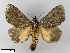  (Scopelodes kwangtungensis - WITT-LIMAC-364)  @14 [ ] Unspecified (default): All Rights Reserved  Unspecified Unspecified