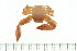  (Petrolisthes sp - HLC-24491)  @14 [ ] CreativeCommons - Attribution (2008) Unspecified Centre for Biodiversity Genomics