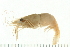  ( - HLC-24552)  @11 [ ] CreativeCommons - Attribution (2008) Unspecified Centre for Biodiversity Genomics
