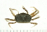  (Austruca - HLC-24609)  @14 [ ] CreativeCommons - Attribution (2008) Unspecified Centre for Biodiversity Genomics