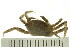  (Chaenostoma - HLC-24646)  @13 [ ] CreativeCommons - Attribution (2008) Unspecified Centre for Biodiversity Genomics