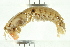  (Gonodactylus platysoma - HLC-24876)  @15 [ ] CreativeCommons - Attribution (2008) Unspecified Centre for Biodiversity Genomics