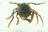  (Mictyridae - HLC-24973)  @14 [ ] CreativeCommons - Attribution (2008) Unspecified Centre for Biodiversity Genomics