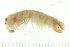  (Gonodactylus smithii - HLC-24976)  @14 [ ] CreativeCommons - Attribution (2008) Unspecified Centre for Biodiversity Genomics