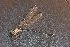  ( - MXAb-29)  @11 [ ] No Rights Reserved  R. Novelo Unspecified