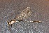  ( - MXAb-30)  @11 [ ] No Rights Reserved  R. Novelo Unspecified