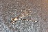  ( - MXAc-33)  @11 [ ] No Rights Reserved  R. Novelo Unspecified