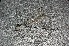  ( - MXAh-50)  @11 [ ] No Rights Reserved  R. Novelo Unspecified