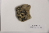  (Ionaspis alba - CCDB-48755 D06)  @11 [ ] CreativeCommons  Attribution (by) (2024) Erin Cox Polar Knowledge Canada