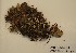  (Nephroma arcticum - CCDB-48755 G09)  @11 [ ] CreativeCommons  Attribution (by) (2024) Erin Cox Polar Knowledge Canada