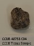  (Polyblastia cupularis - CCDB-48753 C04)  @11 [ ] CreativeCommons  Attribution (by) (2024) Erin Cox Polar Knowledge Canada
