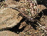  ( - LIO- FML 17774)  @11 [ ] CreativeCommons - Attribution Non-Commercial No Derivatives (2015) Unspecified FML