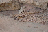  ( - LIO- MCN 2176)  @11 [ ] CreativeCommons - Attribution Non-Commercial No Derivatives (2015) Unspecified Museo de Ciencias Naturales