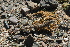  ( - LIO- MCN 2574)  @11 [ ] CreativeCommons - Attribution Non-Commercial No Derivatives (2015) Unspecified Museo de Ciencias Naturales