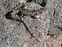  ( - LIO- REE 713)  @11 [ ] CreativeCommons - Attribution Non-Commercial No Derivatives (2015) Unspecified FML