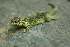  ( - LIO- MCN 2502)  @11 [ ] CreativeCommons - Attribution Non-Commercial No Derivatives (2015) Unspecified MCN