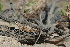  ( - LIO- MCN 2611)  @11 [ ] CreativeCommons - Attribution Non-Commercial No Derivatives (2015) Unspecified MCN
