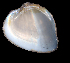  ( - CAIMCAS50)  @11 [ ] CreativeCommons - Attribution Non-Commercial (2018) Leandro A. Hünicken Museo Argentino de Ciencias Naturales "Bernardino Rivadavia"