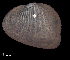  ( - CAIMCAS50)  @11 [ ] CreativeCommons - Attribution Non-Commercial (2018) Leandro A. Hünicken Museo Argentino de Ciencias Naturales "Bernardino Rivadavia"