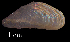  ( - LFCRZ4)  @11 [ ] CreativeCommons - Attribution Non-Commercial (2018) Leandro A. Hünicken Museo Argentino de Ciencias Naturales "Bernardino Rivadavia"