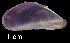  ( - LFCRZ4)  @11 [ ] CreativeCommons - Attribution Non-Commercial (2018) Leandro A. Hünicken Museo Argentino de Ciencias Naturales "Bernardino Rivadavia"