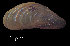  ( - LFCRZ4)  @11 [ ] CreativeCommons - Attribution Non-Commercial (2018) Leandro A. Hünicken Museo Argentino de Ciencias Naturales "Bernardino Rivadavia"