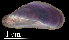  ( - LFCRZ4)  @11 [ ] CreativeCommons - Attribution Non-Commercial (2018) Leandro A. Hünicken Museo Argentino de Ciencias Naturales "Bernardino Rivadavia"