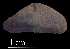  ( - LFMCAS1)  @11 [ ] CreativeCommons - Attribution Non-Commercial (2018) Leandro A. Hünicken Museo Argentino de Ciencias Naturales "Bernardino Rivadavia"