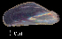  ( - LFMCAS1)  @11 [ ] CreativeCommons - Attribution Non-Commercial (2018) Leandro A. Hünicken Museo Argentino de Ciencias Naturales "Bernardino Rivadavia"