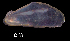  ( - LFMCAS1)  @11 [ ] CreativeCommons - Attribution Non-Commercial (2018) Leandro A. Hünicken Museo Argentino de Ciencias Naturales "Bernardino Rivadavia"