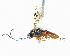  (Paraphylax - NZAC04136686)  @11 [ ] CreativeCommons  Attribution Non-Commercial Share-Alike (2016) T. E. Saunders Landcare Research