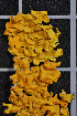  (Xanthoria aureola - LL12)  @11 [ ] CreativeCommons - Attribution Non-Commercial Share-Alike (2011) Louise Lindblom University of Bergen