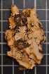 ( - LL17)  @11 [ ] CreativeCommons - Attribution Non-Commercial Share-Alike (2011) Louise Lindblom University of Bergen