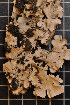  ( - LL18)  @11 [ ] CreativeCommons - Attribution Non-Commercial Share-Alike (2011) Louise Lindblom University of Bergen