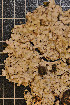  ( - LL20)  @11 [ ] CreativeCommons - Attribution Non-Commercial Share-Alike (2011) Louise Lindblom University of Bergen