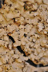  ( - LL20)  @11 [ ] CreativeCommons - Attribution Non-Commercial Share-Alike (2011) Louise Lindblom University of Bergen