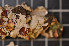  ( - LL21)  @11 [ ] CreativeCommons - Attribution Non-Commercial Share-Alike (2011) Louise Lindblom University of Bergen