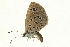  (Actizera atrigemmata - AC0011-8033921)  @12 [ ] CreativeCommons - Attribution (2010) Unspecified Centre for Biodiversity Genomics