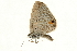  (Euchrysops malathana - AC0049-8034211)  @12 [ ] CreativeCommons - Attribution (2010) Unspecified Centre for Biodiversity Genomics
