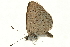  ( - AC0083-8034287)  @12 [ ] CreativeCommons - Attribution (2010) Unspecified Centre for Biodiversity Genomics