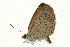  ( - AC0086-8034311)  @13 [ ] CreativeCommons - Attribution (2010) Unspecified Centre for Biodiversity Genomics