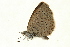  ( - AC0087-8034338)  @12 [ ] CreativeCommons - Attribution (2010) Unspecified Centre for Biodiversity Genomics