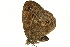  (Heteropsis angulifascia - AC0176-8001387)  @13 [ ] CreativeCommons - Attribution (2010) Unspecified Centre for Biodiversity Genomics