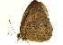  (Heteropsis strigula - AC0182-8001399)  @13 [ ] CreativeCommons - Attribution (2010) Unspecified Centre for Biodiversity Genomics