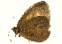  (Heteropsis maeva - AC0183-8033825)  @12 [ ] CreativeCommons - Attribution (2010) Unspecified Centre for Biodiversity Genomics